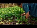 Ramps / Wild Leeks Harvest: Foraging and Cooking Wild Food. How to find and cook ramps.