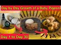 Day to Day Growth of Baby Pigeon | Growth Of Baby Pigeon