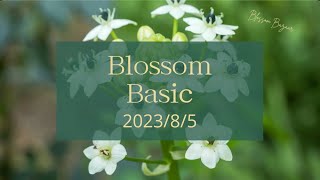 8月12日（土）発送のblossom Basic（花定期便）