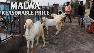 Pathan Rusy Goat's Presents Malwa Bakro Ka Lot