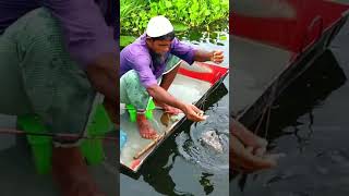 fishing, Sundarban, sundarban village fishing #shorts #short #viral