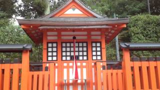 伏見稲荷のねこ (Fushimi Inari Shrine Cat)