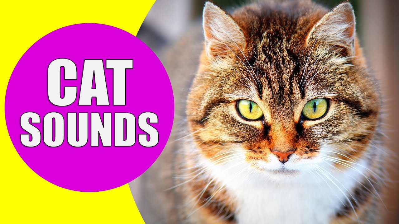 Cat Meowing Sounds Realistic Cat Sounds And Noises With Videos Youtube