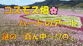 【徳島観光】　コスモス畑　ハートに癒された～　【コスモス畑】