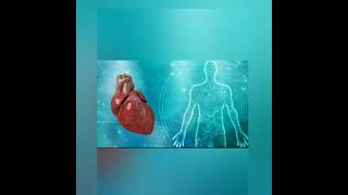 Heart -గుండె సంక్షిప్త పరిచయం introduction brief,స్థానంposition,బాహ్య నిర్మాణం external.s in telugu