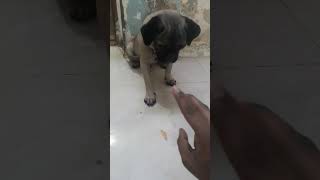 pug no training #pug #bairava #MALAIARASAN