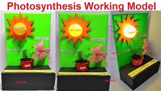 photosynthesis working model for school science project exhibition - diy - simple | DIY pandit
