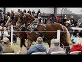 Mid Ohio Draft Horse Sale - Spring 2024