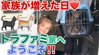 【家族が増えました💓】ノアが双子の兄になった日｜猫ちゃん達もトライリンガルになるかな⁉️笑｜イギリス生活｜国際結婚｜Adapting cats｜Noah became a big brother｜