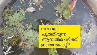 |ആമ്പൽ മഴക്കാല പരിചരണം|#waterlily #malayalam