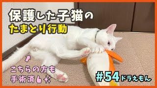 54 保護した子猫が去勢手術に行ってきました…ちなみに相変わらず愉快です。【ドラえもん・TNRで保護】