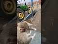 tractor_daivar_vlogs_🤩 rakeshdhurve002