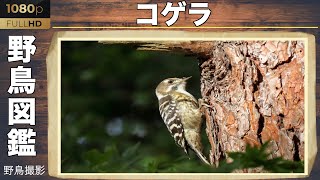 【野鳥図鑑】日本最小のキツツキ【コゲラ】　野鳥図鑑 Discovering the smallest woodpecker Kogera poking a tree in Tokyo