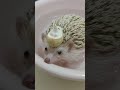 ハリネズミ ８ ☆🦔萌え萌えちゃん moemoe chan hedgehog はりねずみ