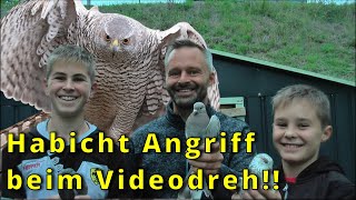 Das sind die Tauben, die den Raubvögeln entkommen sind| Habicht greift beim Videodreh Tauben an