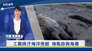 工業排汙海洋受創 海龜命喪海灘 | 中央社全球視野