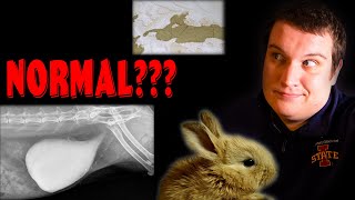 Sludgy Bladder in Rabbits, keeping calcium carbonate out of your bunny's pee!