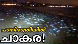 പതിനായിരകണക്കിന് മീനുകൾ കരയിലേക്ക്!! || Thousands of fish coming to the beach