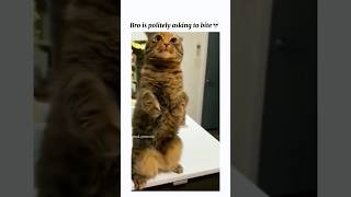 Funniest Cat Compilation Part 60💀 #shorts #funny #funnyvideo #funnycat #catlover