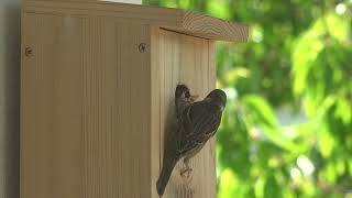 hungrige spatzen auf dem balkon