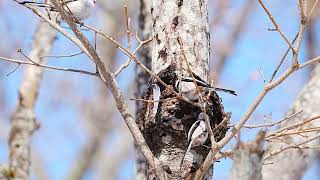 [4K] 雪の妖精シマエナガ　Snow fariry longtailedtit