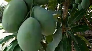 WOW,,,, INILAH KAMPUNG PENGHASIL BUAH MANGGA TERBANYAK DI DESA CIBENDUNG