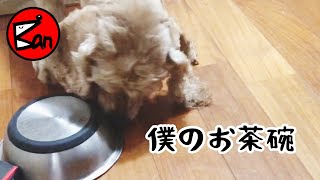 気合いと根性見せます😆アメリカンコッカースパニエル犬石松くんThe contents of the bowl is I want to see