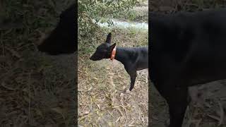 dogs funny,dogs fight,dogs race,dogs playing,dogs barking,dogs barking,dogs breeding,dogs for kids,