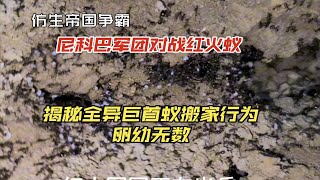 红火蚁的困境：尼科巴军团VS红火蚁军团，红火蚁是否能无敌？