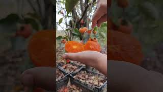 Growing Persimmon Tree #persimmon #amazing