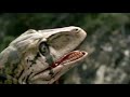 walking with dinosaurs utahraptor vs. iguanodon