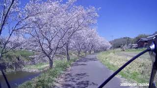 吉川の桜堤