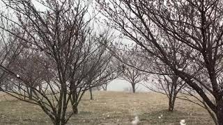 牡丹桜の蕾に舞う季節外れの雪