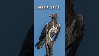 Top 10 largest eagle in the world