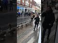 Geese March Through Streets Of Denmark
