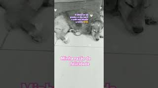 as rasoes da minha felicidade: jesus família meus dois cachorros e o meu chinchila