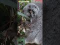 【東山動植物園公式】コアラの赤ちゃん成長記～ユーカリを食べてみる～《 コアラ 》 short