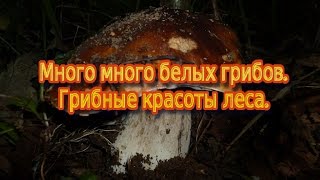 Много много белых грибов.Грибные красоты Леса.