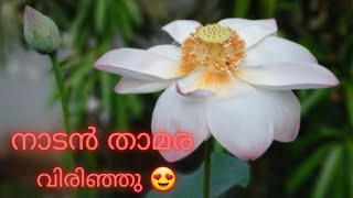 നാടൻ താമര സുന്ദരി 😍 #plantmommythings #malayalamgardening #lotusflower #mygarden #gardentips