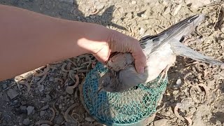 Pigeon Trapping صيد الحمام بالمصيدة