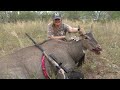 huge nilgai bull bonnie mcferrin hunts nilgai in stx