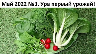 Май 2022 серия №3. Высаживаем рассаду лука, брокколи и многое другое)