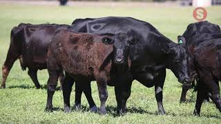 Simmental at Tellarup, WA