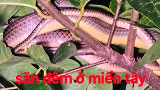 29 | Chuyến trải nghiệm săn đêm đầy thú vị