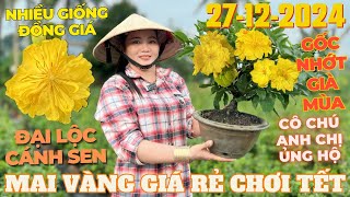 CHỊ MỘNG Giao Lưu Mai Vàng Giá Rẻ Chơi Tết, Đại Lộc Cánh Sen, Hoa Hồng Thanh Tú... • THÀNH TRỌNG LÊ