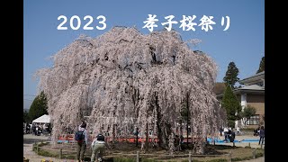 2023 孝子桜祭り