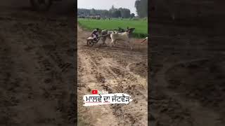 ਬਲਦ ਦੇ ਸੌਕੀ #ksmakhan #viral #jattlife #reels #shonki #bull #running #viralvideo @sukhasidhu307#pind