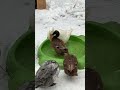 grumpy ducks fight at the pool winter showdown