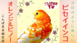 【こんぱまるTV】相生店　♯2