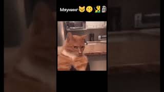 Мяунинг 😼🤫🧏‍♂️🗿 #мурзик #phonk #кот #бибизьяна #мем #мьюинг #прикол